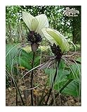 Tacca integrifolia - Fledermausblume - 5 Samen