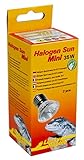 Lucky Reptile Halogen Sun Mini Doppelpack - 35 W Wärmestrahler für E27-Fassungen - Halogenstrahler...