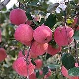 200 pcs samen für apfelbaum säulenobstbäume hochbeet balkon exotische samen apfel äpfel - Malus...