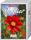 Bohnanza Dahlia