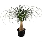 Dominik Blumen und Pflanzen, Dracena Nolina kleiner Elefantenfuß inklusive Deko-Topf Kreta, 1...