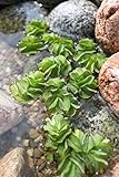 WASSERPFLANZEN WOLFF - Salvinia minima - Schwimmfarn - schwimmender Büschelfarn - Schutz für...