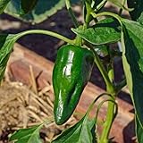 100 Stück Ancho Gigantea Pfeffer, milder Chili, für Saucen oder Füllungen, Gemüsesamen