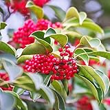 Stechpalme samen， ilex crenata（buchsbaum）， schattenpflanzen winterhart，baumsamen geschenke...