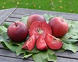Apfelbaum `Baya Marisa´ (rotfleischiger Apfel), Halbstamm, 160-190cm im 10L-Topf
