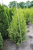 Thuja occidentalis 'Brabant' 150-175 cm - Lebensbaum, immergrün, ideal als Hecke, schnellwachsend,...