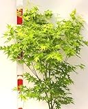 Japanischer Fächerahorn Acer Palmatum Going green 30-40 cm Ahorn