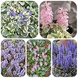 kriechender günsel mehrjährig, hochbeet heilkräuter balkon blumenwiese wildblumen kräutergarten...