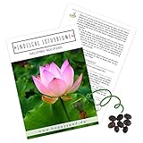 Lotus Samen winterhart (Nelumbo nucifera) - Indische Lotusblume Samen mit majestätischen Blüten...