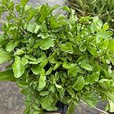 Brunnenkresse gemüsesamen alte sorten topfpflanzen pflanzensamen zimmerpflanzen gartenkräuter...