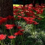 4zwiebeln blutblume balkonpflanzen spinnenlilie blumenzwiebeln frühblüher bodendecker geschenke...