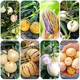birnenmelone - samen stauden winterhart mehrjährig exotische früchte birnenmelone melonenbirne...