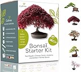 Bonsai Starter Kit – Set Bonsai Anzuchtset 5 verschiedene Bonsaï-Samen – Wachstumsanleitung...