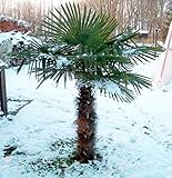 RARITÄT Frostharte Hanfpalme Trachycarpus Ukhrulensis Größe bis 180 cm. aus Deutscher...