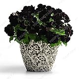 Swansgreen Light Green : 100 Pcs Hanging Petunia Seeds Balcony Potted Trailing Petunia Flower Seeds...