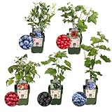 Plants by Frank | 'Fruchtoase' BIO Obstpflanzen set im mix von 5 verschiedene Sorten | 100%...