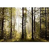 Runa Art Fototapete Wald Landschaft Sonne 352 x 250 cm Vlies Tapeten XXL Moderne Wandtapete...