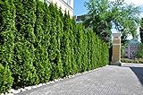 10st. Thuja Smaragd 80-100cm ohne Topf gemessen Heckenpflanzen Lebensbaum Immergrüne Heckenpflanze