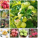 apfel, hochbeet anzucht apfelbaum topfpflanzen winterharte balkon garten 180samen