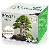 Easy Bonsai Starter Kit - Bonsai Set mit 4 versch. Bonsai Samen - Züchte deinen wunderschönen...