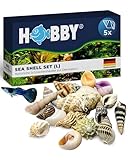 HOBBY Aquaristik Sea Shell Set L I 5 Stück I natürliche Schneckenhäuser zur Dekoration von...