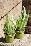 Echte Aloe Vera,Üppige Pflanzen,ca. 30 cm Gesamthöhe (2 Pflanzen)