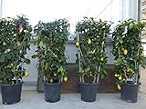 gruenwaren jakubik Spalier XXL Zitrone 160-180 cm, Citrus Limon am Spalier, Zitronenbaum, Zitrus