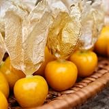 300 Pcs Physalis Samen Bio - Physalis Baum Samen, Bäume Garten Winterhart, Gartenpflanzen...