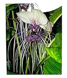 30 Samen Weiße Fledermausblume'White-Bat-Flower' - Tacca integrifolia Teufelsblume