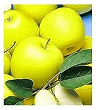 BALDUR Garten Säulen-Apfel 'Golden Delicious', 1 Pflanze, Apfelbaum, winterhart, platzsparende...