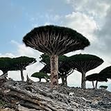 drachenbaum kaufen, exotische, balkon winterharte, garten zimmer, alte sorten 5samen