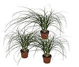 Dominik Blumen und Pflanzen, Blumen Dracena Nolina kleiner Elefantenfuß, 3er Spar-Set, mehrfarbig