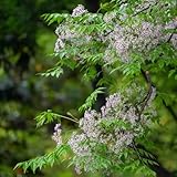 neem, neembaum niembaum, baumsamen kaufen, zimmerbonsai winterharte kübelpflanzen, deko...