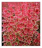 BALDUR Garten Berberitze Orange Sunrise, 1 Pflanze, Bienen- & schmetterlingsfreundlich, dekorative...