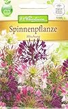 N.L.Chrestensen 5100, Cleome spinosa Spinnenpflanze, Mischung, Mehrfarbig