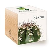 Feel Green Ecocube Kaktus, Nachhaltige Geschenkidee (100% Eco Friendly), Grow Your Own/Anzuchtset,...