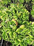 Keilblatt-Steinbrech - Garten-Strauch-Steinbrech - saxifraga cuneifolia Stückzahl Rabatt 3er-Paket