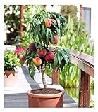 BALDUR Garten Zwerg-Pfirsich 'Bonanza', 1 Pflanze, köstliche - rote essbare Früchte Pfirsichbaum,...