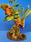 SAHAWA Garnelenbäumchen 30-35 cm, Mangrovenwurzel Tropica Aquarium Wasserpflanzen + 2 Mooskugeln...