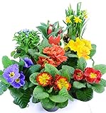 Frühlingsblumen Set 5, Primeln, Vergissmeinnicht, Tulpen & Narzissen