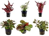 Tropica Pflanzen Set 6 schöne rote Topf Pflanzen Aquariumpflanzenset Nr.10 Wasserpflanzen Aquarium...