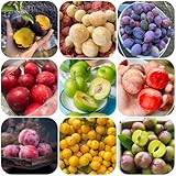 pflaumenbaum winterhart balkon kübelpflanzen gartendeko für draußen 20samen