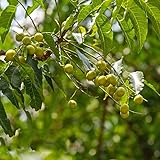 neem baum pflanze samen,Azadirachta indica,Niembaum,baumsamen,baum winterharte pflanzen für garten...
