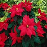 100 Stück rote Weihnachtsstern-Blumensamen