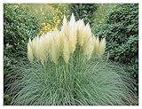 3 x Cortaderia selloana ‚Pumila‘ im 1 Liter Topf (Ziergras/Gräser/Winterhart/Mehrjährig)...