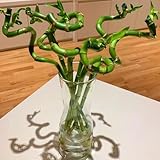 glücksbambus deko pflanze pflanzendeko pflanzensamen zimmerpflanzen bonsai bambus balkonpflanzen...