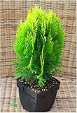 Thuja Platycladus Aurea nana - goldener Zwerg-Lebensbaum 17 cm Topf