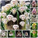 400 pcs affen orchidee pflanzen samen zimmerpflanze wiesenblumen affenkopf Affengesicht...