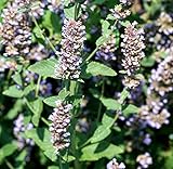 Echte Katzenminze - Nepeta cataria - Minze - Katzen - 1500 Samen