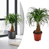 Happy Plants Becaurnea Elefantenfuß Pflanze I 70 cm x ⌀19 cm, exotische Zimmer-Pflanze, auch zur...